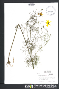 Coreopsis verticillata image