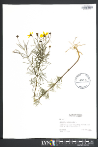 Coreopsis verticillata image