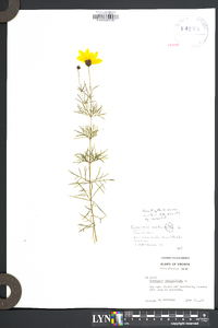 Coreopsis verticillata image