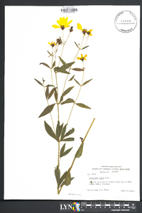 Coreopsis major image