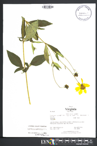 Coreopsis pubescens image