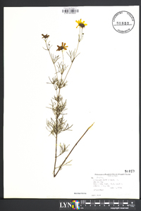 Coreopsis verticillata image