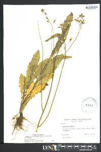 Crepis pulchra image