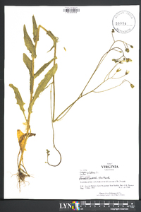 Crepis pulchra image