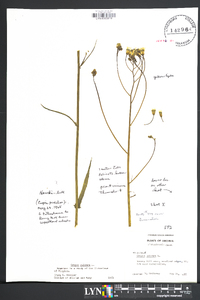 Crepis pulchra image