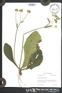 Elephantopus tomentosus image