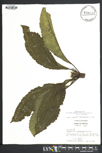 Eupatoriadelphus fistulosus image