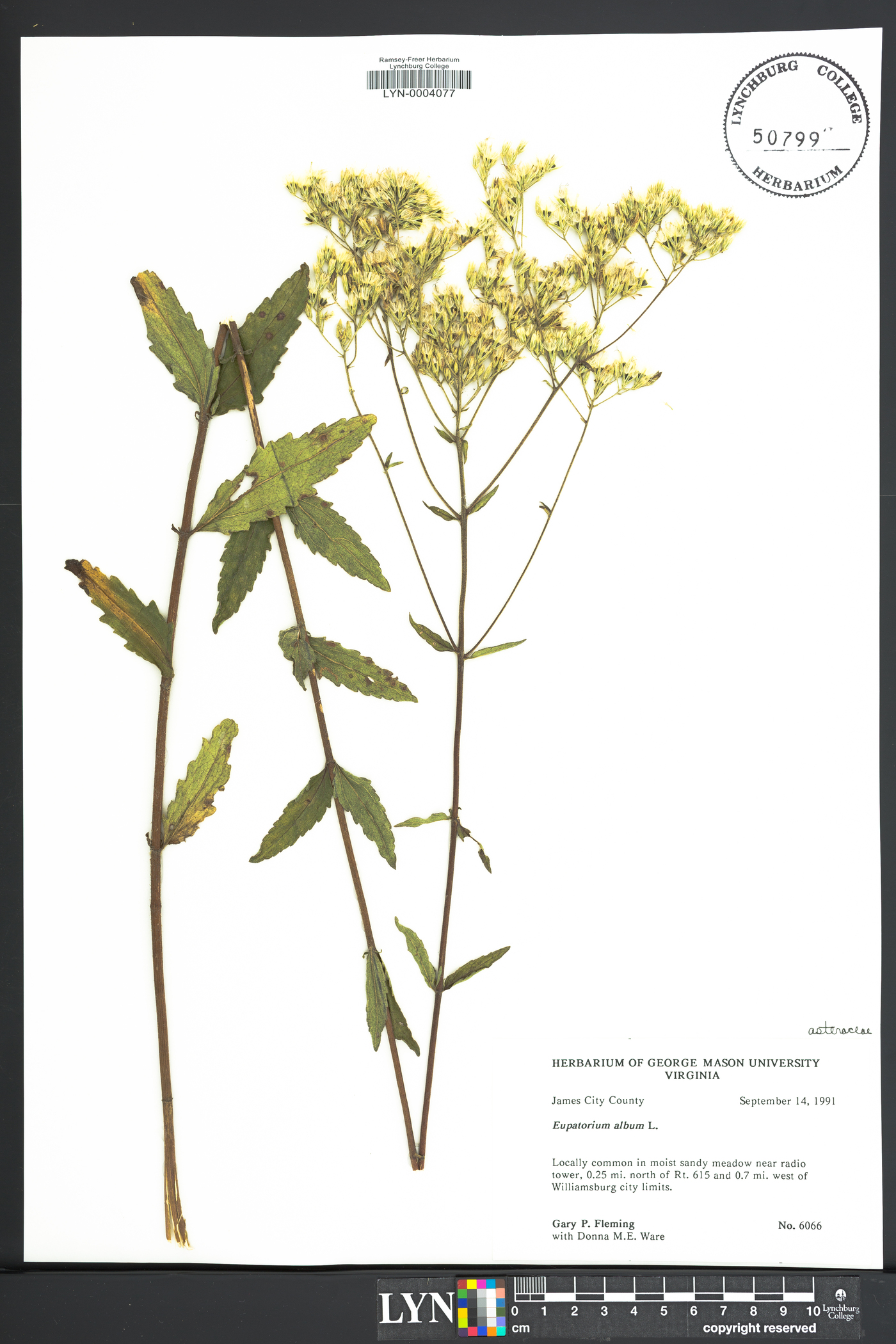 Eupatorium album image