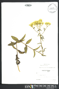 Eupatorium album image