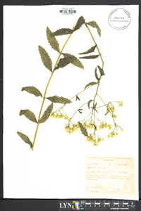 Eupatorium album image