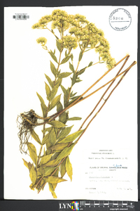 Eupatorium altissimum image