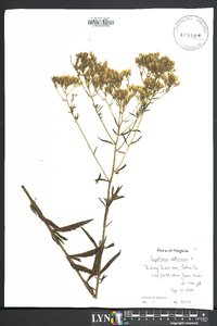 Eupatorium altissimum image