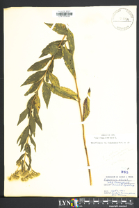 Eupatorium altissimum image