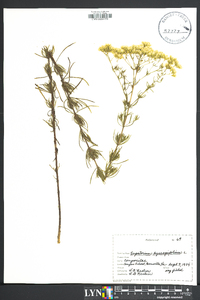 Eupatorium hyssopifolium image