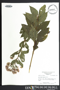 Eupatorium capillifolium image