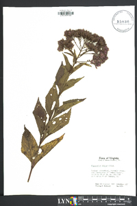 Eupatorium capillifolium image