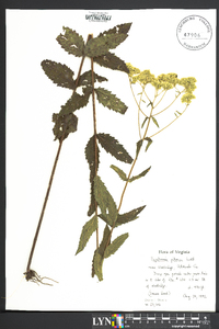 Eupatorium pilosum image