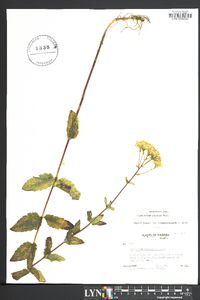 Eupatorium pilosum image