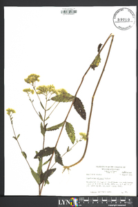 Eupatorium pilosum image