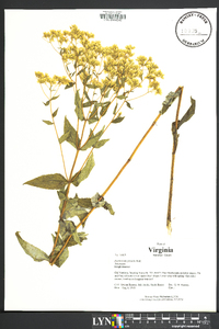 Eupatorium pilosum image