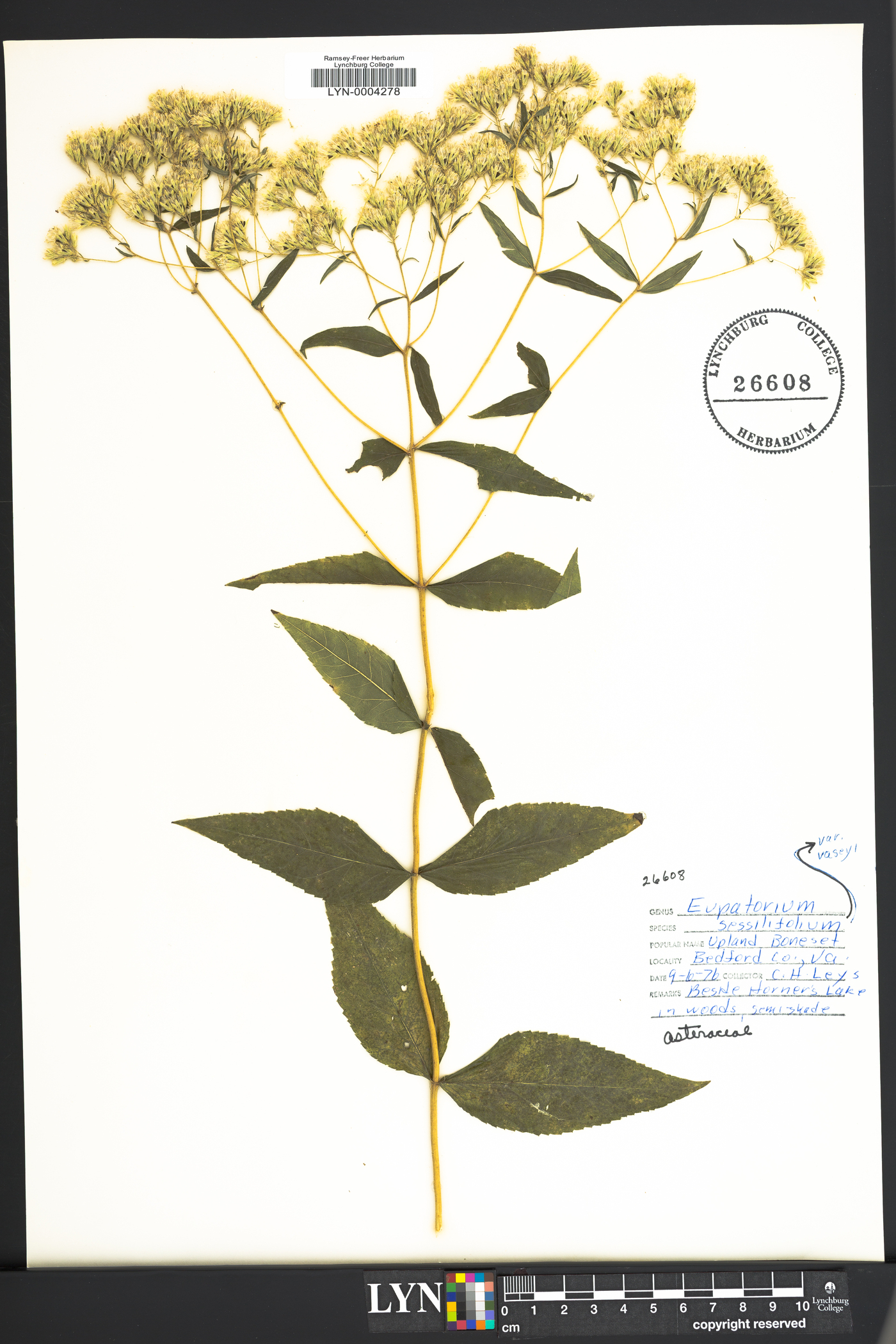 Eupatorium sessilifolium var. vaseyi image