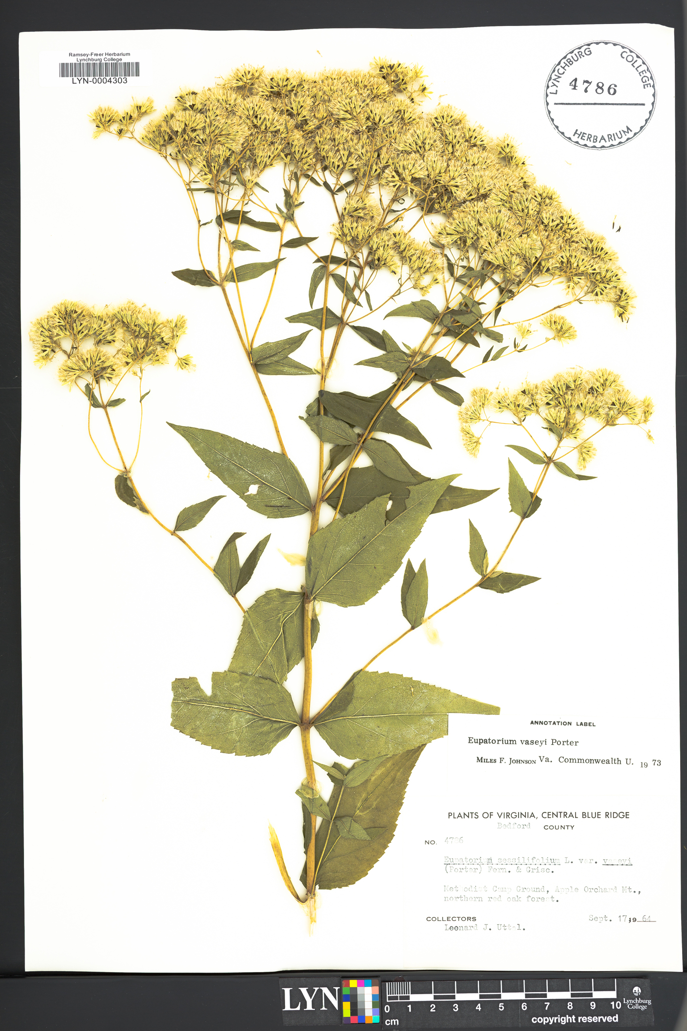 Eupatorium vaseyi image