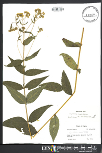 Eupatorium vaseyi image