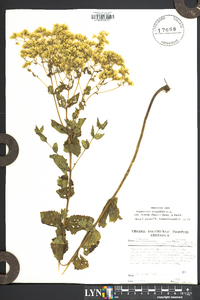 Eupatorium rotundifolium var. ovatum image