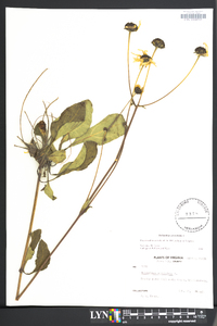 Helianthus atrorubens image