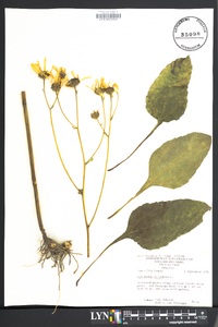 Helianthus atrorubens image