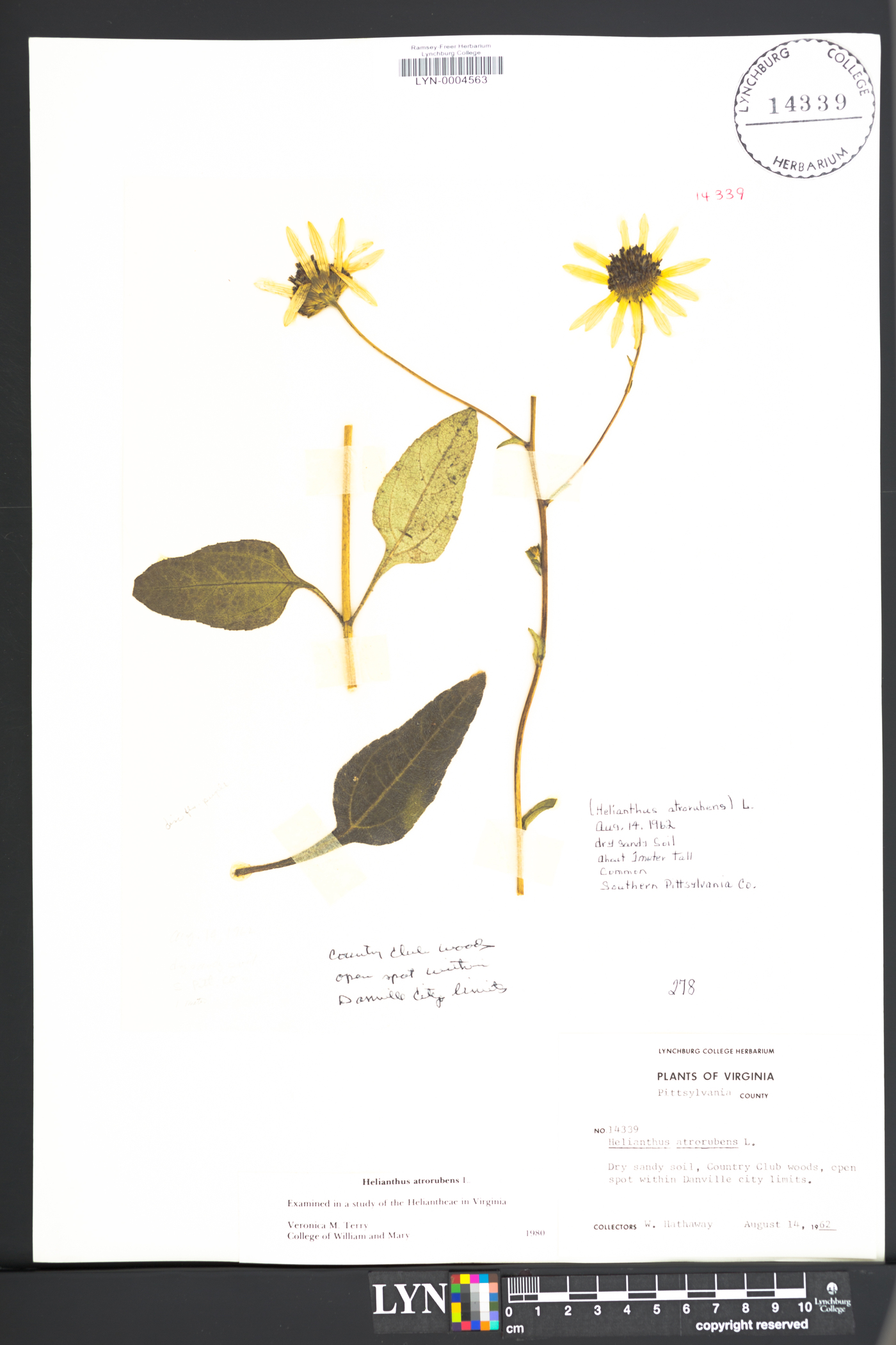 Helianthus atrorubens image