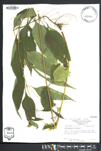 Helianthus decapetalus image