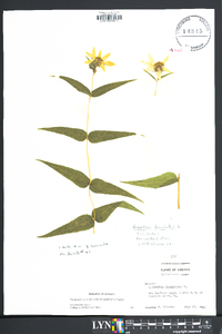 Helianthus divaricatus image