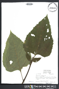 Helianthus decapetalus image