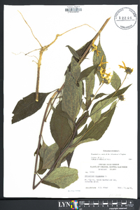 Helianthus strumosus image