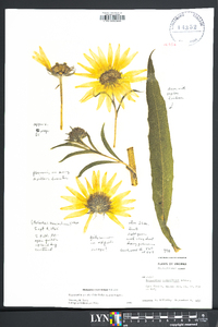 Helianthus maximiliani image