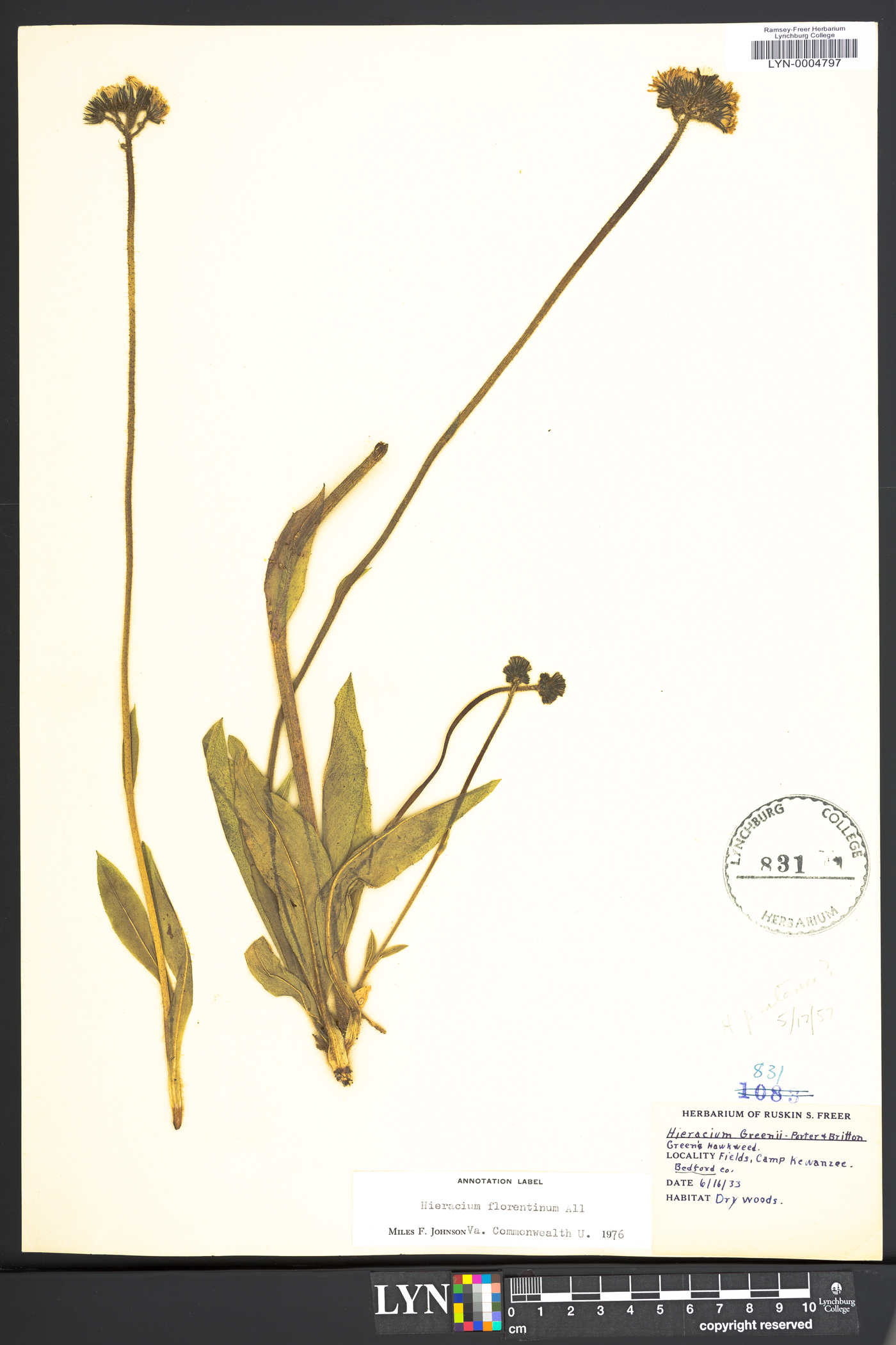 Hieracium piloselloides image