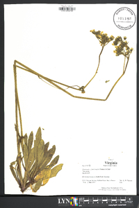 Hieracium x floribundum image