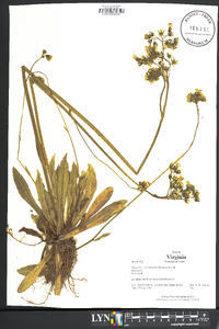 Hieracium x floribundum image