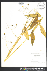 Hieracium paniculatum image