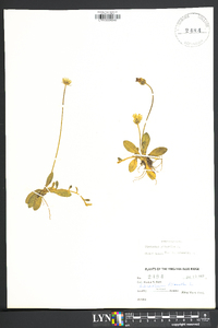 Hieracium pilosella image