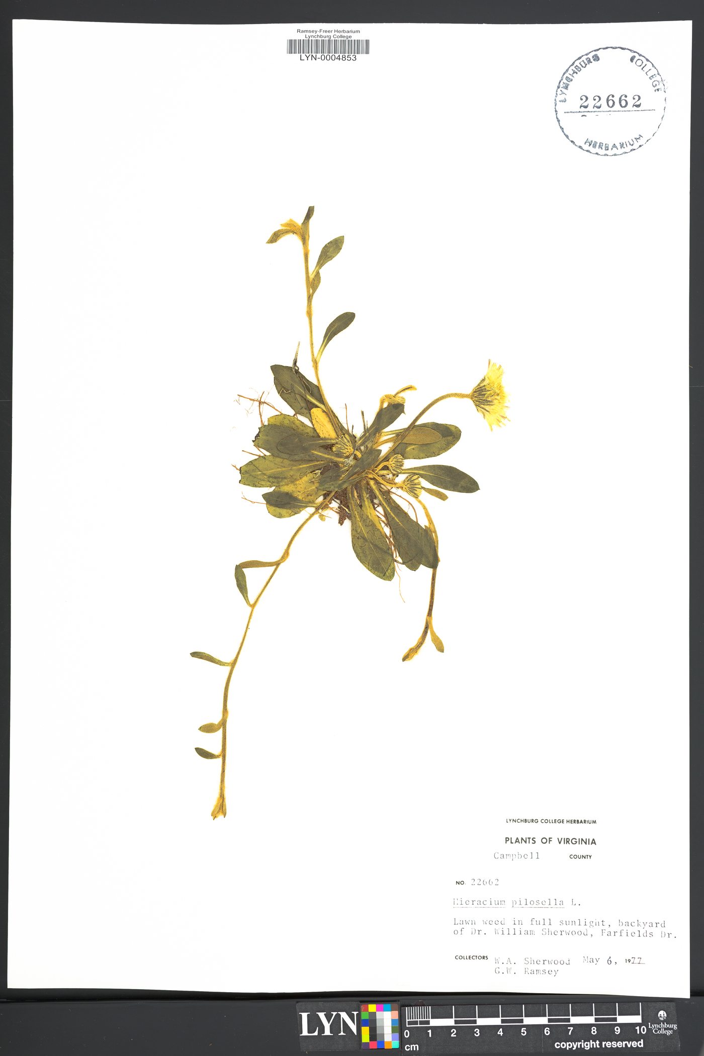 Hieracium pilosella image
