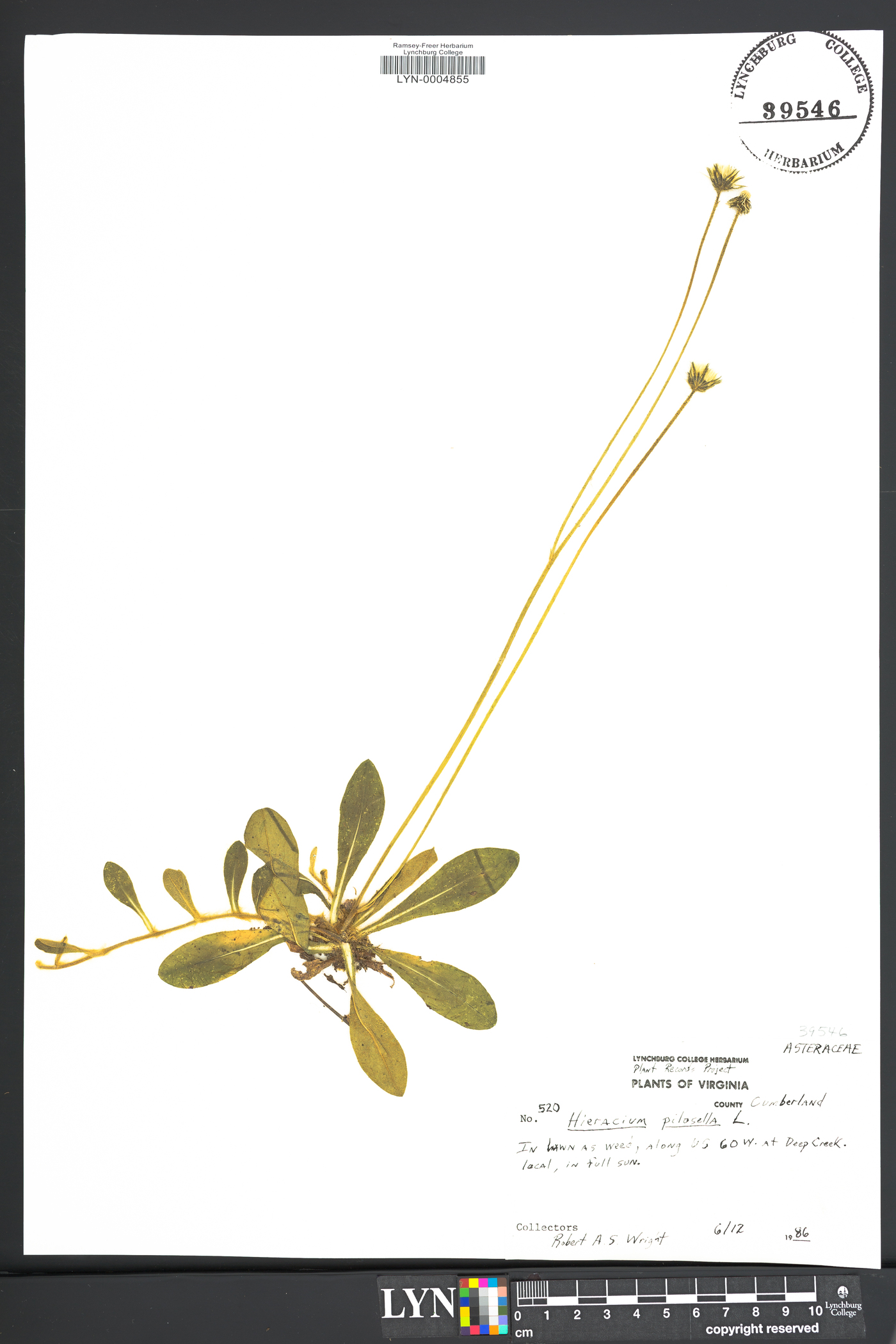 Hieracium pilosella image