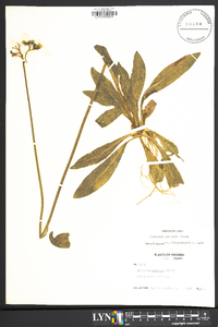 Hieracium caespitosum image