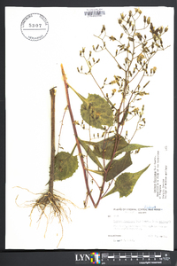 Lactuca floridana image