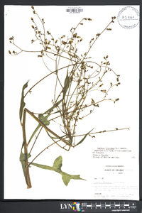 Lactuca floridana image