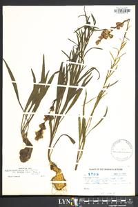 Liatris graminifolia var. smallii image