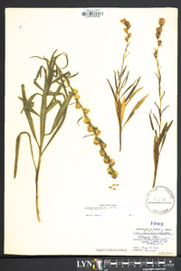 Liatris spicata image