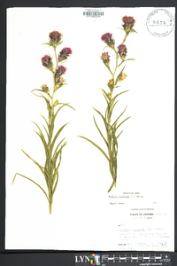 Liatris squarrosa image