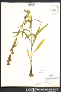 Liatris turgida image